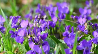Güzel orman menekşelerinin yakın plan videosu.