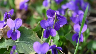 Güzel orman menekşelerinin yakın plan videosu.