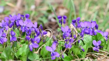 Güzel orman menekşelerinin yakın plan videosu.
