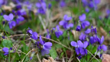 Güzel orman menekşelerinin yakın plan videosu.