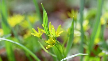 İlkbaharda ormanda ilkbahar çiçekleri