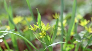 İlkbaharda ormanda ilkbahar çiçekleri