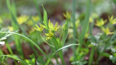 İlkbaharda ormanda ilkbahar çiçekleri