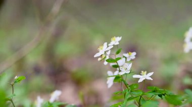 İlkbaharda ormanda ilkbahar çiçekleri