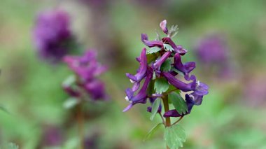 İlkbaharda ormanda ilkbahar çiçekleri