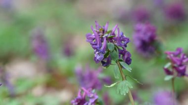İlkbaharda ormanda ilkbahar çiçekleri