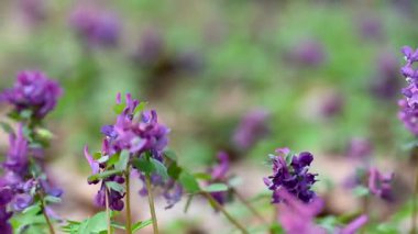 İlkbaharda ormanda ilkbahar çiçekleri