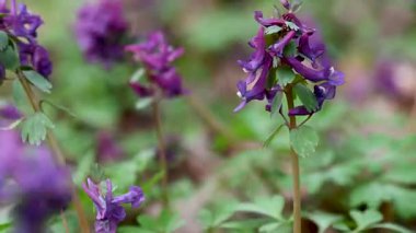 İlkbaharda ormanda ilkbahar çiçekleri