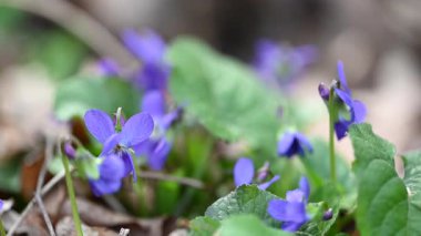 Güzel orman menekşelerinin yakın plan videosu.