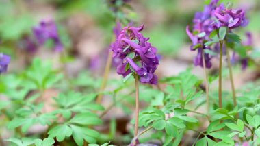 İlkbaharda ormanda ilkbahar çiçekleri