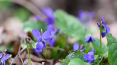 Güzel orman menekşelerinin yakın plan videosu.