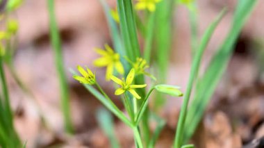 İlkbaharda ormanda ilkbahar çiçekleri