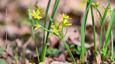 İlkbaharda ormanda ilkbahar çiçekleri