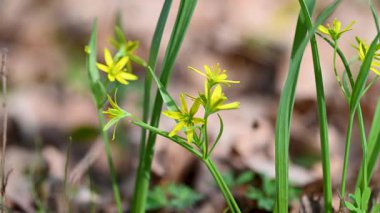 İlkbaharda ormanda ilkbahar çiçekleri