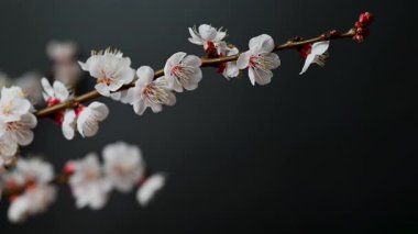 Siyah arkaplanda çiçekler olan kayısı dalının videosu