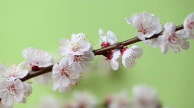 Açık yeşil arka planda çiçekli kayısı dalı videosu