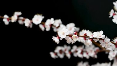 Siyah arkaplanda çiçekler olan kayısı dalının videosu