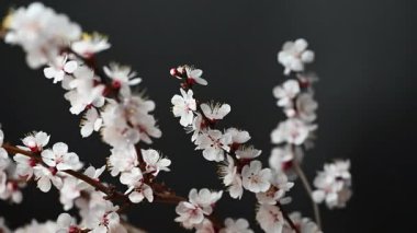 Siyah arkaplanda çiçekler olan kayısı dalının videosu