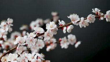 Siyah arkaplanda çiçekler olan kayısı dalının videosu