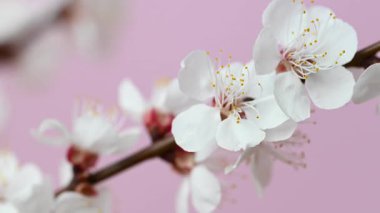 Kayısı dalının pembe arkaplanlı videosu