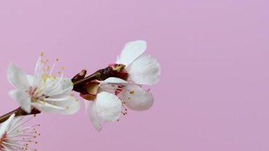 Kayısı dalının pembe arkaplanlı videosu