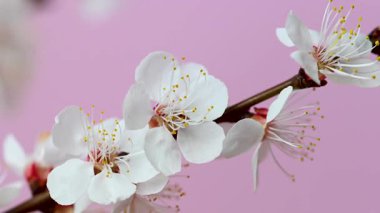 Kayısı dalının pembe arkaplanlı videosu
