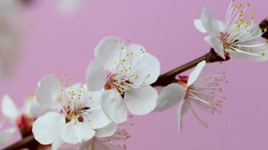 Kayısı dalının pembe arkaplanlı videosu