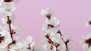 Kayısı dalının pembe arkaplanlı videosu