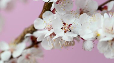 Kayısı dalının pembe arkaplanlı videosu