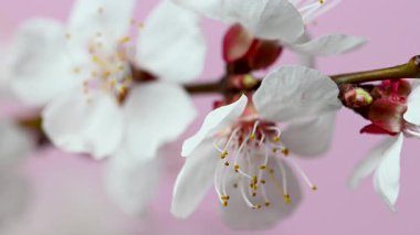 Kayısı dalının pembe arkaplanlı videosu