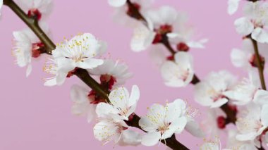 Kayısı dalının pembe arkaplanlı videosu