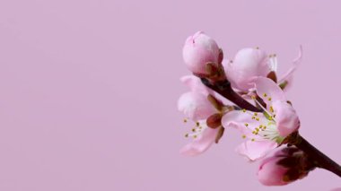 Pembe kiraz çiçeği. Yaklaş.