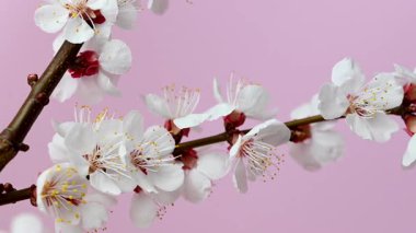 Kayısı dalının pembe arkaplanlı videosu