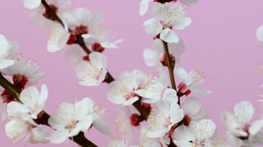 Kayısı dalının pembe arkaplanlı videosu