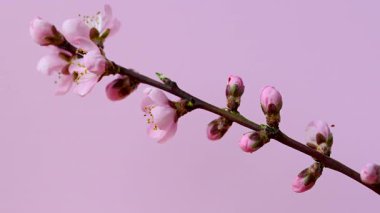 Pembe kiraz çiçeği. Yaklaş.