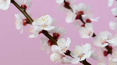 Kayısı dalının pembe arkaplanlı videosu