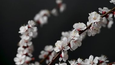 Siyah arkaplanda çiçekler olan kayısı dalının videosu