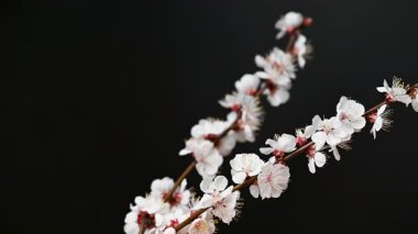 Siyah arkaplanda çiçekler olan kayısı dalının videosu