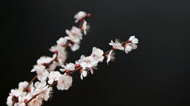 Siyah arkaplanda çiçekler olan kayısı dalının videosu