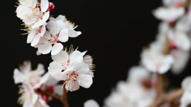 Siyah arkaplanda çiçekler olan kayısı dalının videosu