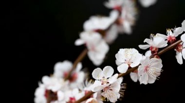 Siyah arkaplanda çiçekler olan kayısı dalının videosu
