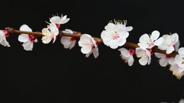 Siyah arkaplanda çiçekli bir dalın videosu