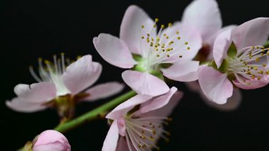 Siyah arkaplanda sakura çiçeklerinin videosu