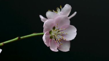 Siyah arkaplanda sakura çiçeklerinin videosu