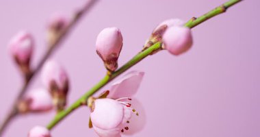 Pembe kiraz çiçeği. Yaklaş.