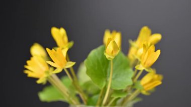 Sarı düğün çiçeği, yaklaş