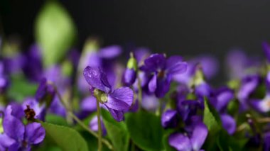 Güzel orman menekşelerinin yakın plan videosu.