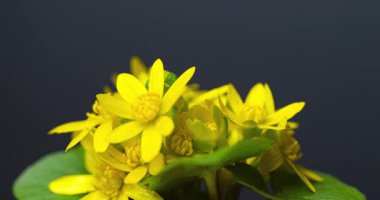 Sarı düğün çiçeği, yaklaş