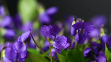 Güzel orman menekşelerinin yakın plan videosu.