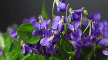 Güzel orman menekşelerinin yakın plan videosu.